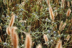 Eryngium corniculatum