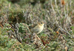 Cistothorus platensis