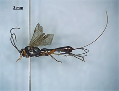 Ichneumonidae