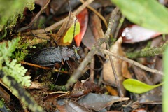 Psalidognathus modestus