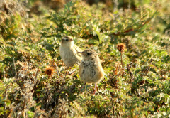 Cistothorus platensis