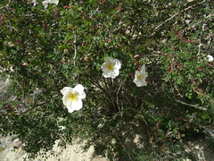Rosa albertii