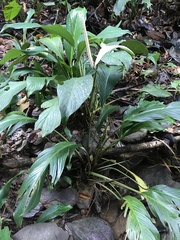 Spathiphyllum