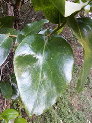 Griselinia lucida