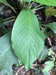 Spathiphyllum