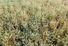 Eryngium corniculatum