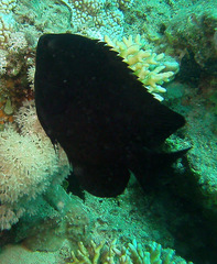 Neoglyphidodon melas