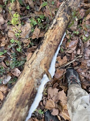 Erastia salmonicolor