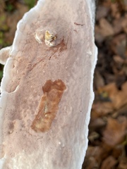 Erastia salmonicolor