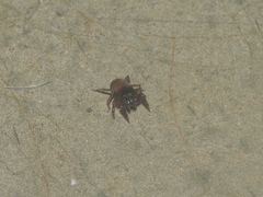Nannenus syrphus