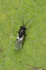 Eurytoma