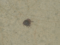 Nannenus syrphus