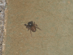 Nannenus syrphus