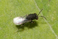 Eurytoma