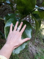 Griselinia lucida