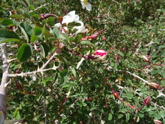 Rosa albertii