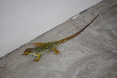 Timon lepidus lepidus