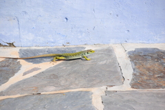 Timon lepidus lepidus