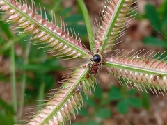 Meranoplus bicolor