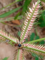 Meranoplus bicolor