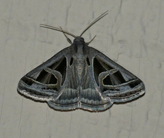 Callistege intercalaris