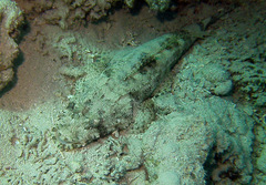 Papilloculiceps longiceps