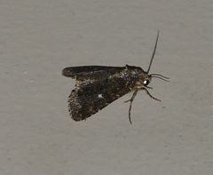 Condica albolabes