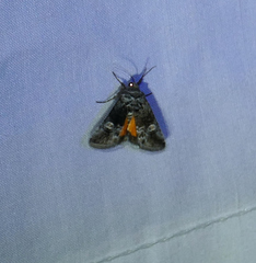 Copanarta aurea