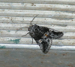 Copanarta aurea