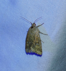 Heliocheilus paradoxus