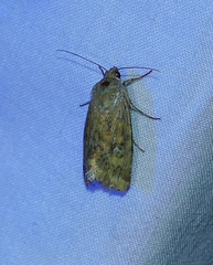 Heliocheilus paradoxus