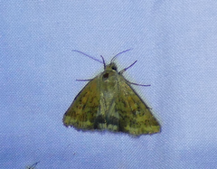 Heliocheilus paradoxus