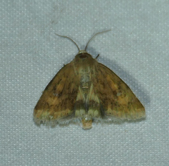 Heliocheilus paradoxus