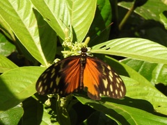 Heliconius hecale