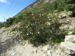 Rosa albertii