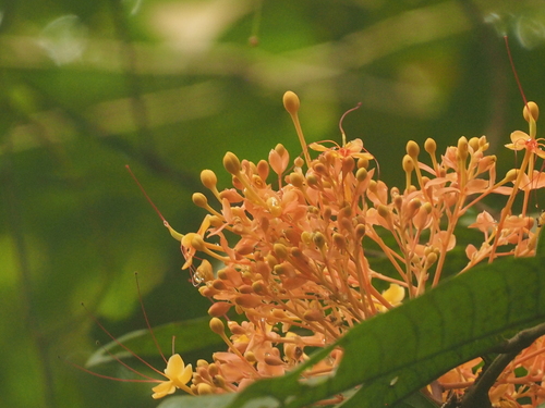 Saraca declinata observed 2022-12-11
