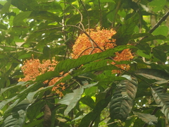 Saraca declinata