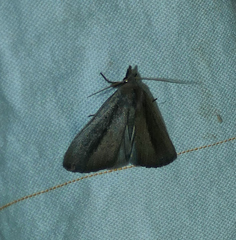 Gabara stygialis