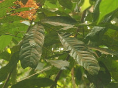 Saraca declinata