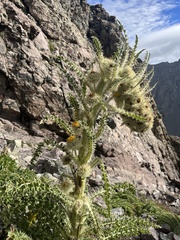 Cirsium funkiae