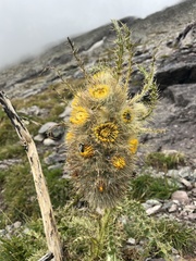Cirsium funkiae