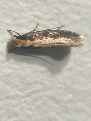 Monopis crocicapitella