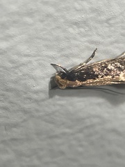 Monopis crocicapitella