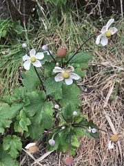 Eriocapitella vitifolia
