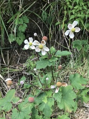 Eriocapitella vitifolia