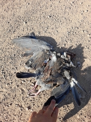 Patagioenas picazuro