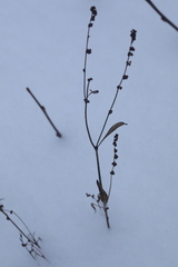 Persicaria minor