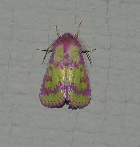 Pink Prairie Moth photo 4