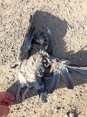 Patagioenas picazuro