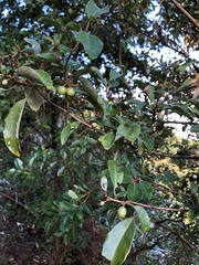 Elaeagnus thunbergii